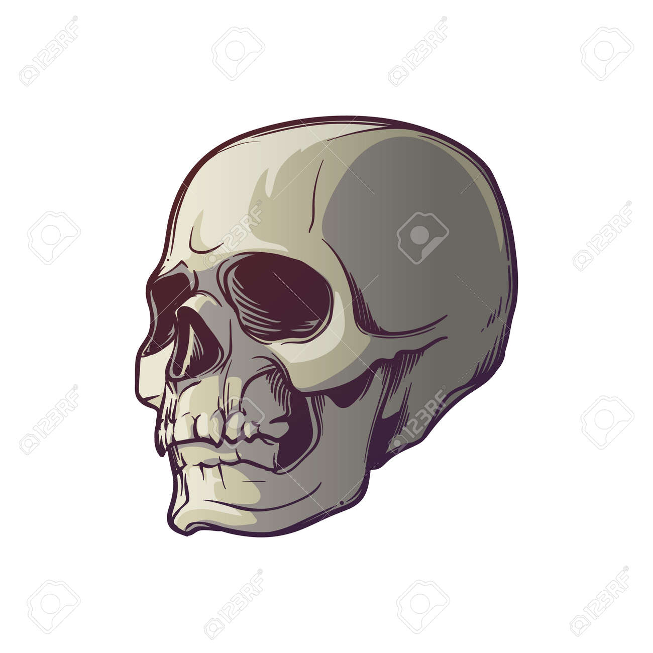 Human Skull Hand Drawing Three Quarters Angle Linear Drawing