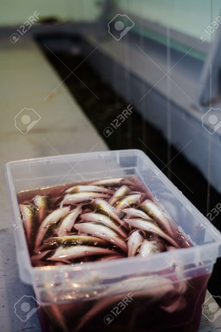 プラスチック トレイ血水に完全トムコッド。小さな家で、川の Ste-アン-ド-ラ-Perade、カナダのケベック州での中 1  月からこの魚をつかまえることができる、これは家族の活動としてよく知られています。の写真素材・画像素材 Image 37499820