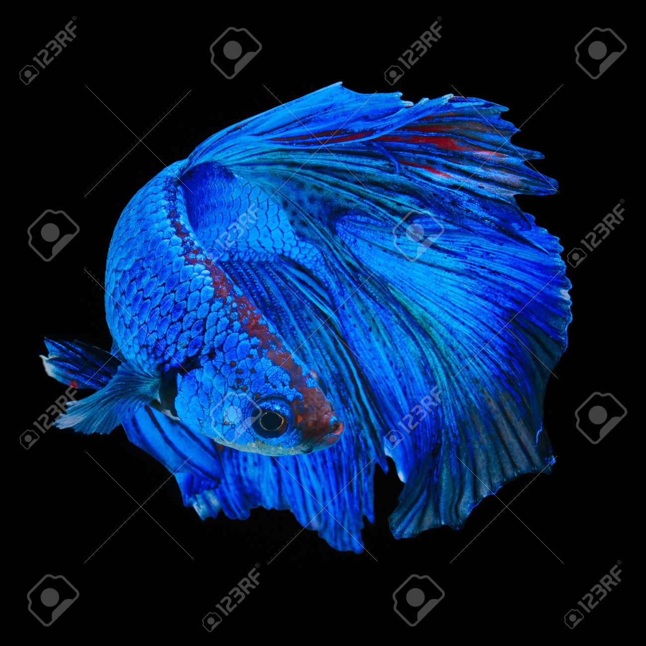 peacock betta fish