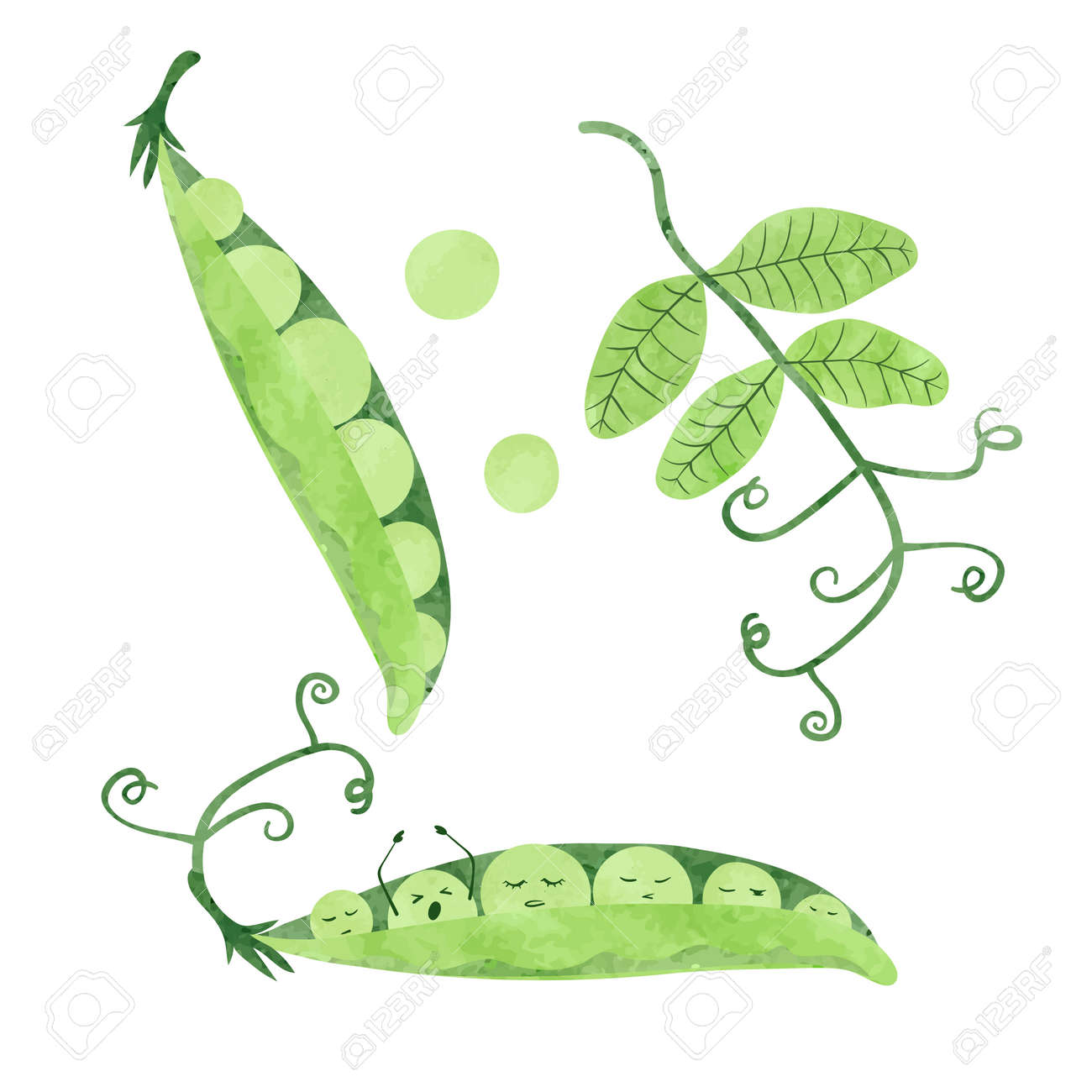 漫画エンドウセット ポッドの中のかわいい眠るエンドウ豆 ベクトル水彩画 のイラスト素材 ベクタ Image