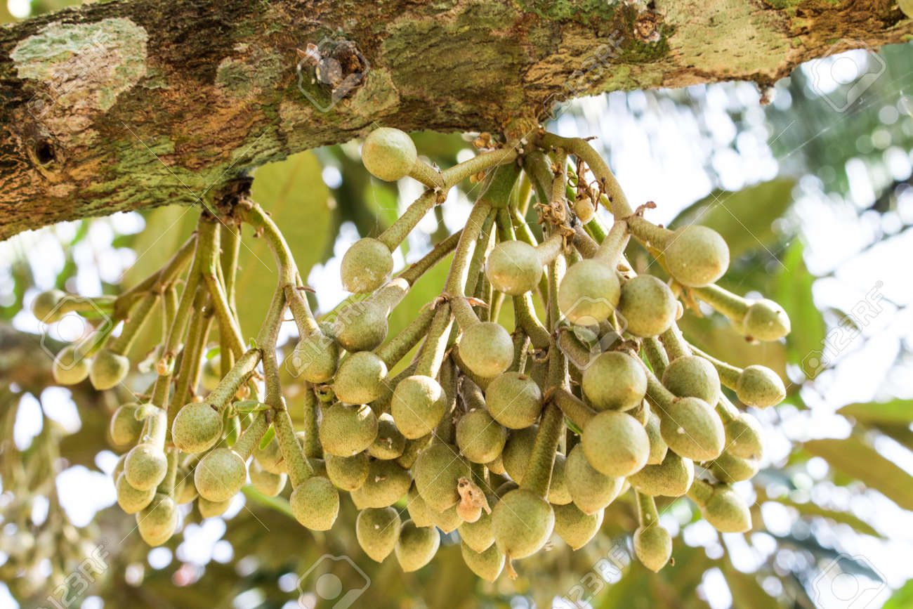 ツリーの抽象的な上にドリアン花の束 の写真素材 画像素材 Image