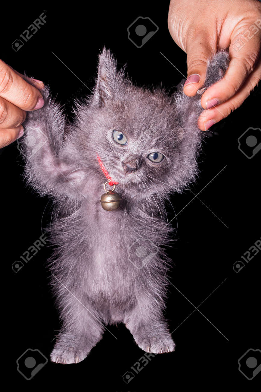 dark grey kitten