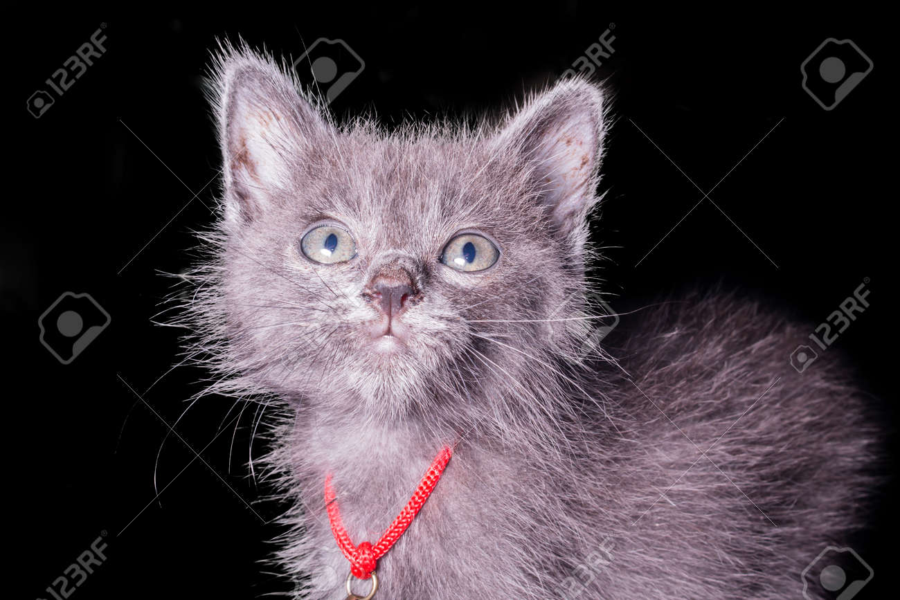 dark grey kitten