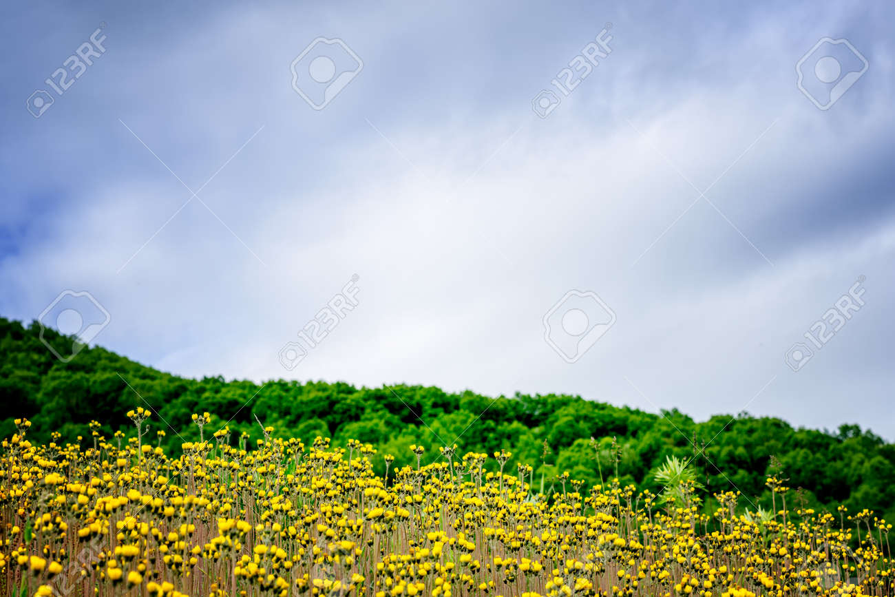 Prato Di Fiori Gialli Foto Royalty Free, Immagini, Immagini E ... Prato Di Fiori Gialli Foto Royalty Free, Immagini, Immagini E ...