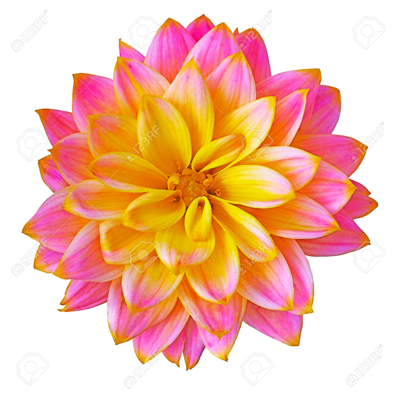 flower pink yellow dahlia isolated on white background close up pinkyellow