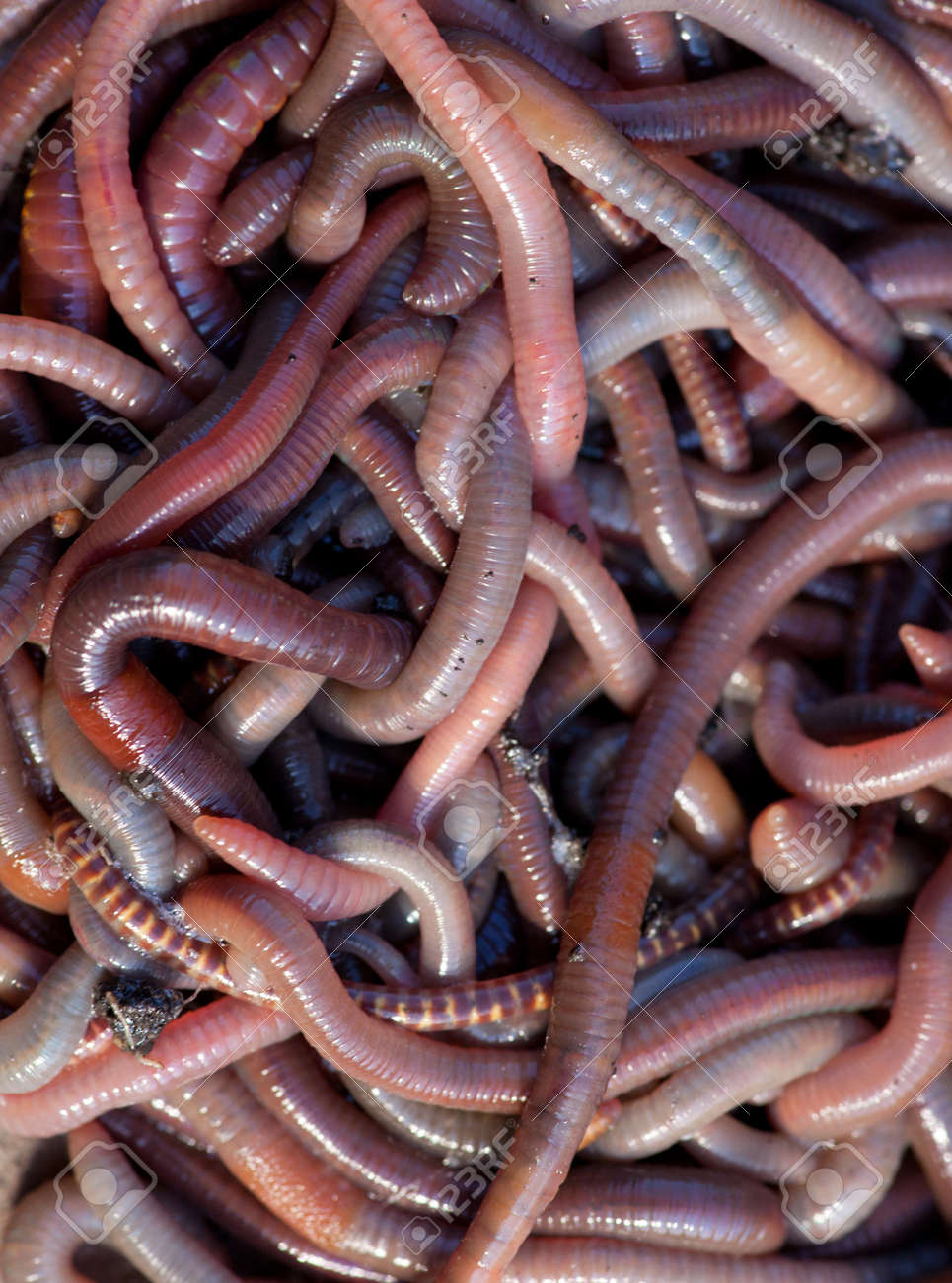 釣りの近くにミミズの膨大な量 の写真素材 画像素材 Image