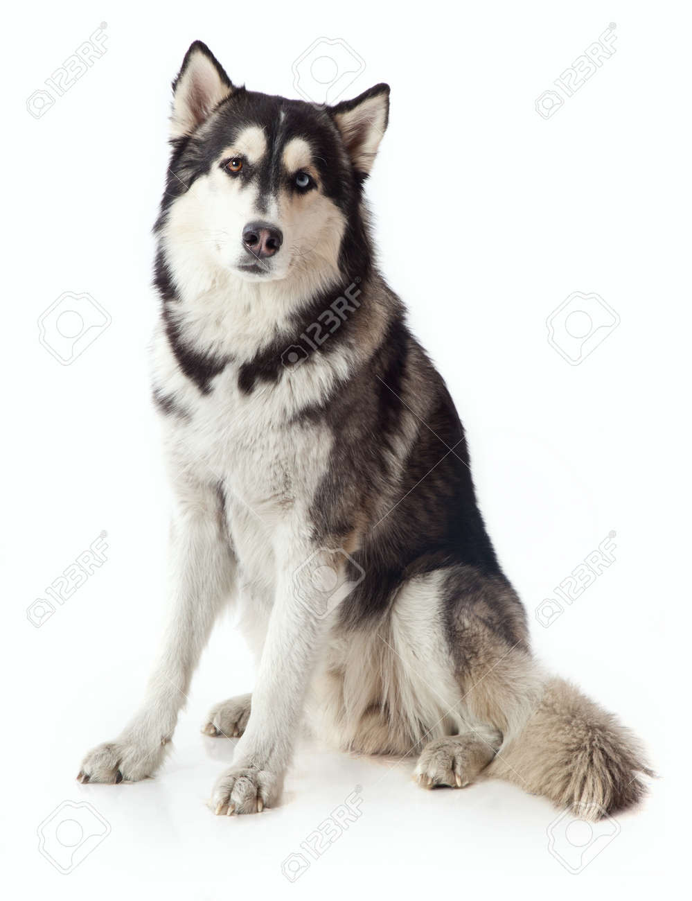 adult male husky