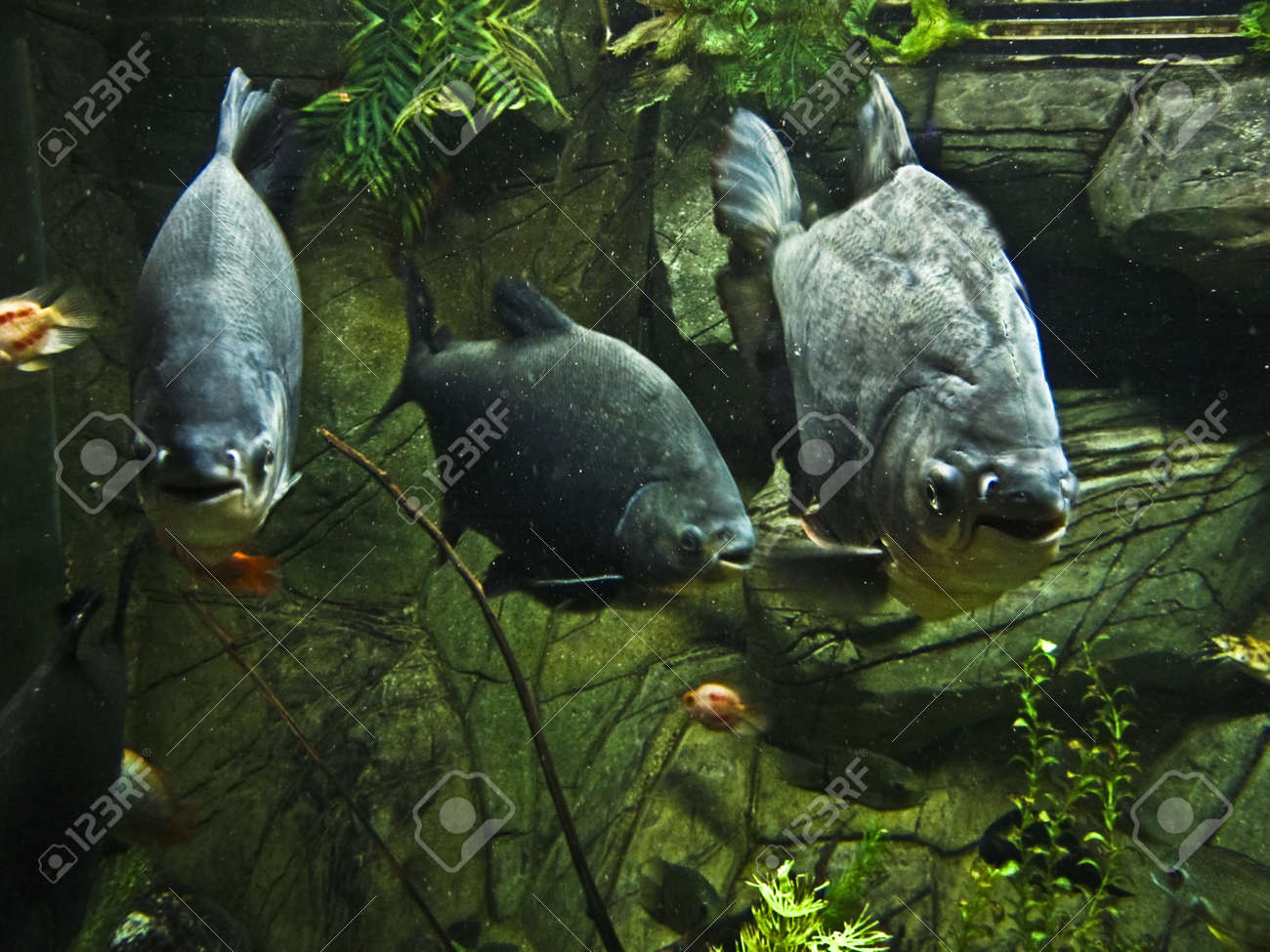 熱帯魚黒 Packu Serrasalminae は南アメリカの河川に住んでいます の写真素材 画像素材 Image