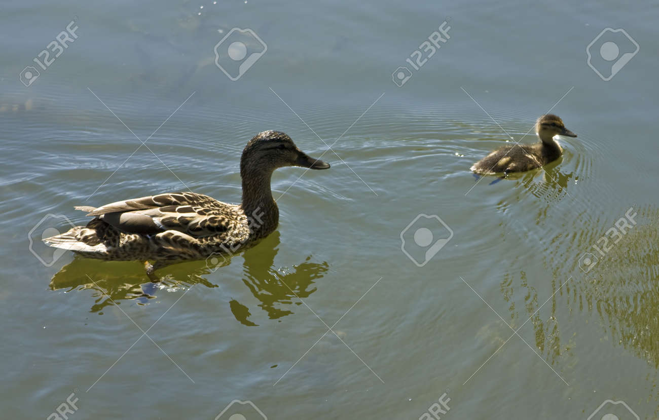 Gris Canard Sauvage Avec Piscine Petit Bebe Sur L Eau Banque D Images Et Photos Libres De Droits Image