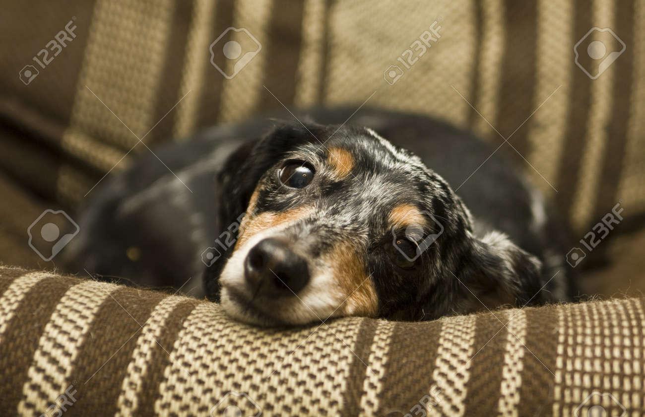 Black Little Short Haired Dachshund Badger Dog Laying On Chair