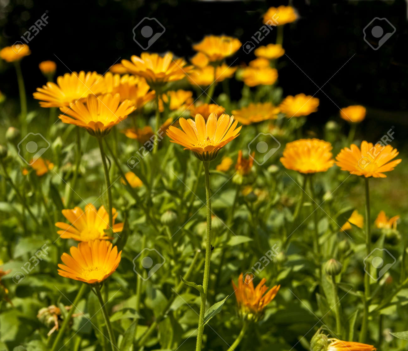 多くの花のキンセンカ オレンジ色の花壇 の写真素材 画像素材 Image