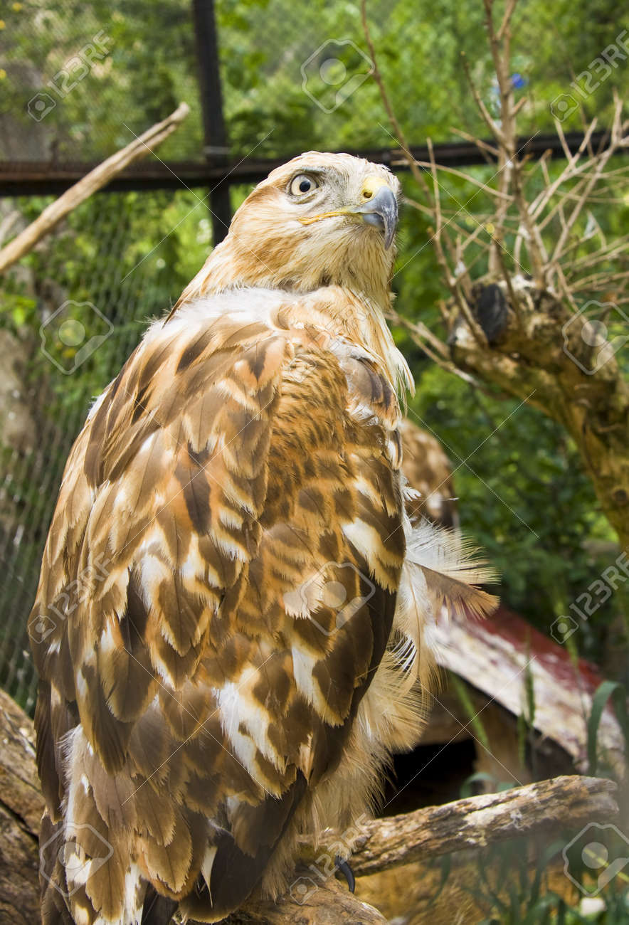 Bird Of Prey Golden Eagle Latin Name Aquila Chrysaetos