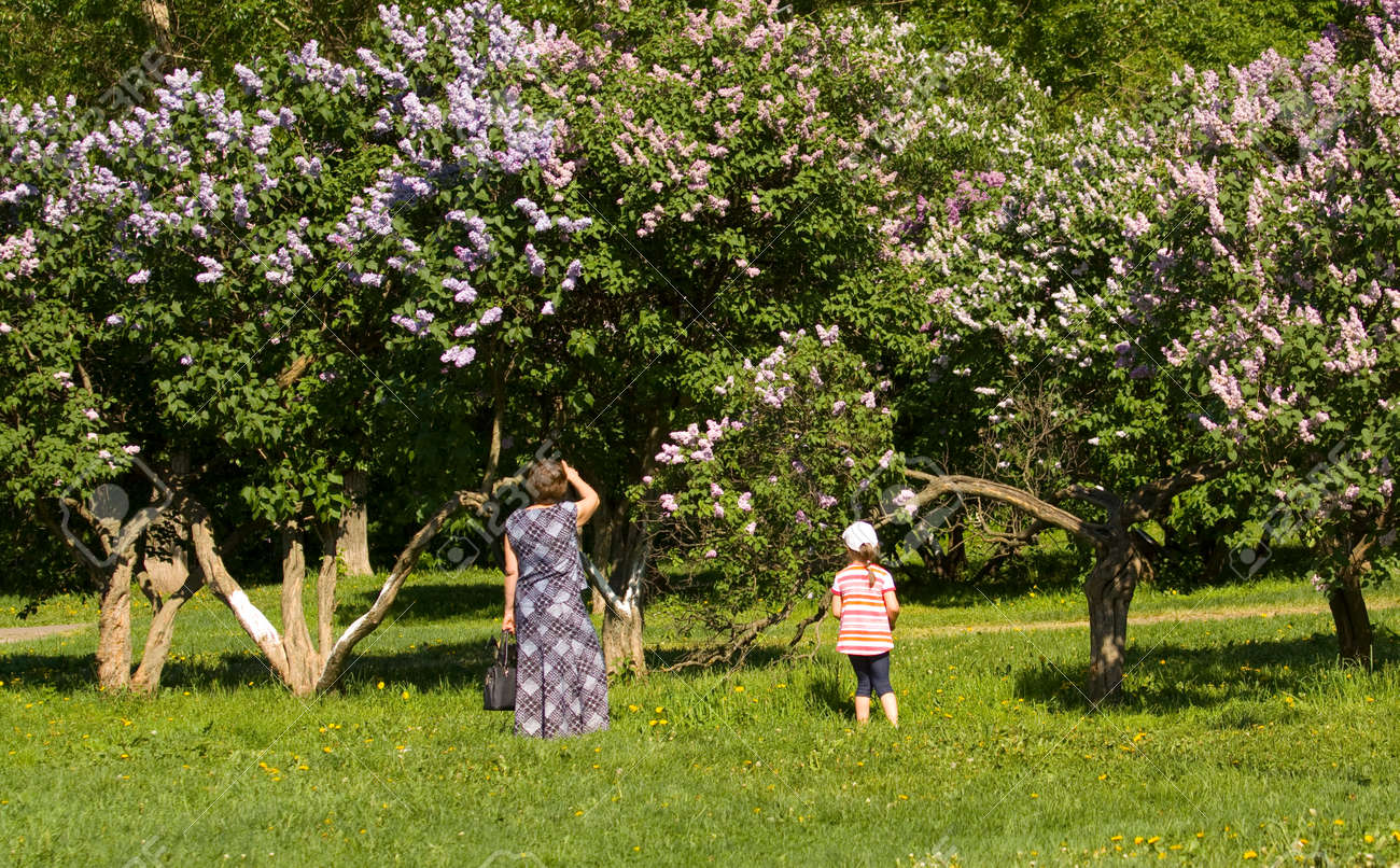ライラック ガーデンの公園で休んでいるモスクワ 14 年 5 月 16 日 人々 庭は 1954 年に開かれているし 世界中の多くのユニークな 種類ライラック この庭のために選択した 販売 の写真素材 画像素材 Image