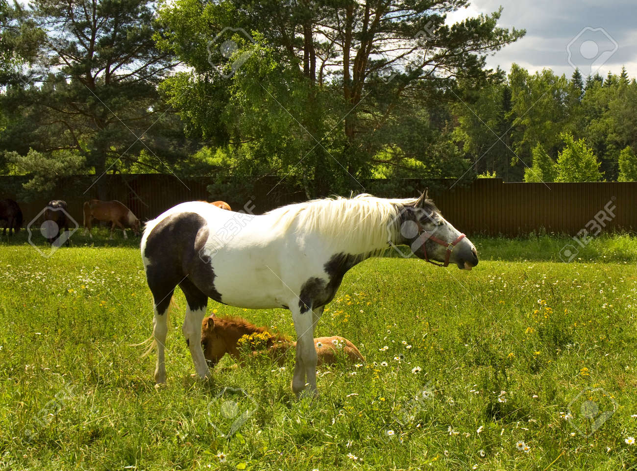 Caballos blancos con manchas negras