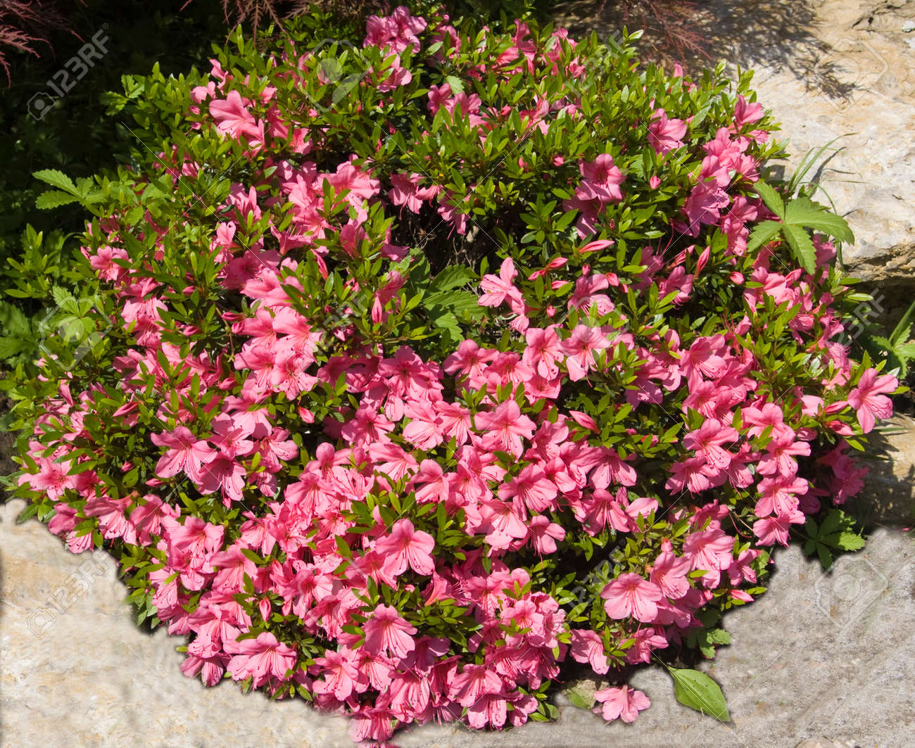 ピンク色の花のツツジの低木です の写真素材 画像素材 Image