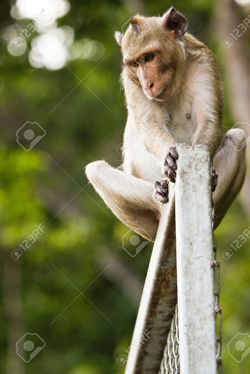 etiam-dictum-ipsum-a-felis