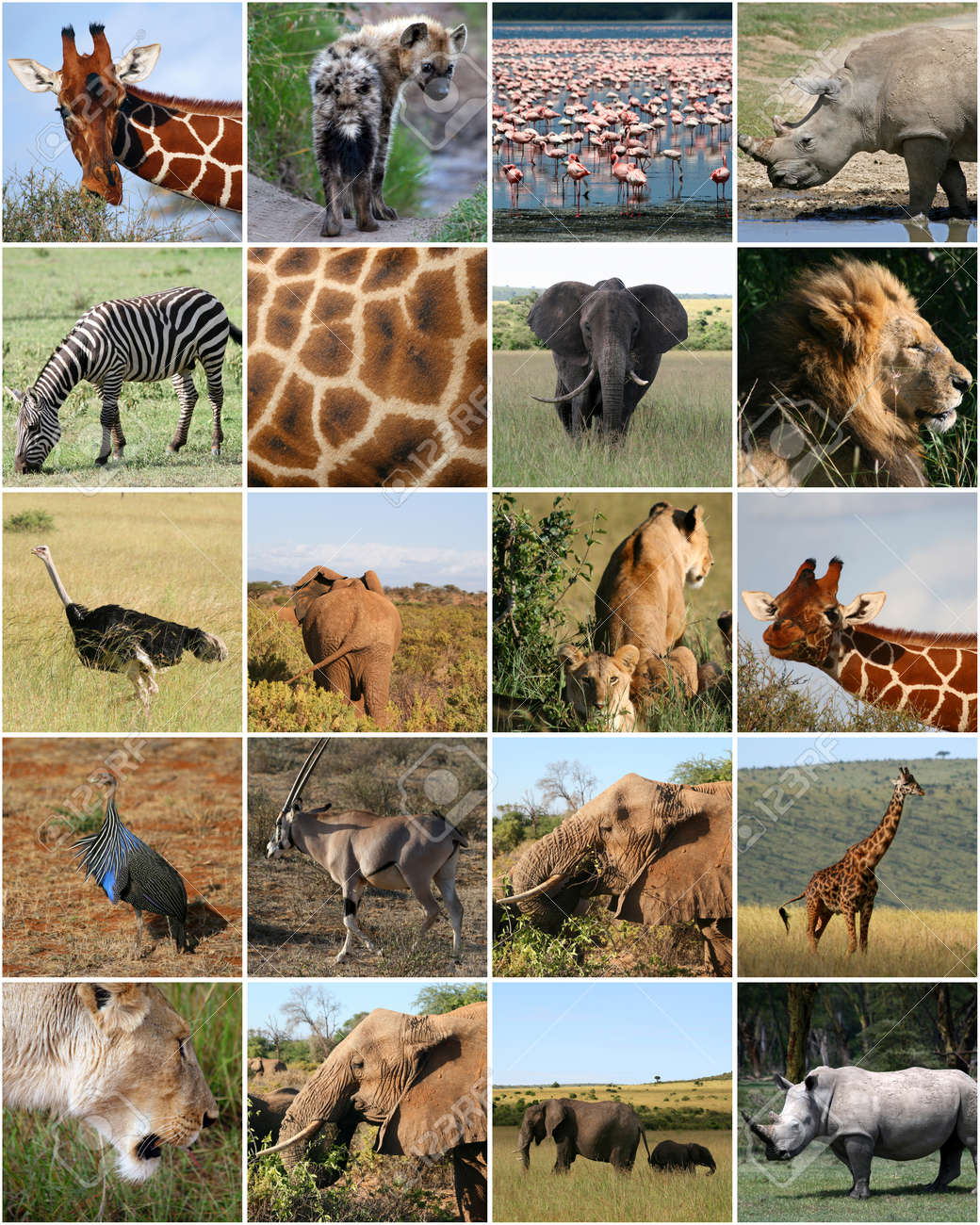 アフリカの野生動物のコラージュ の写真素材 画像素材 Image アフリカの野生動物のコラージュ の写真素材 画像素材 Image
