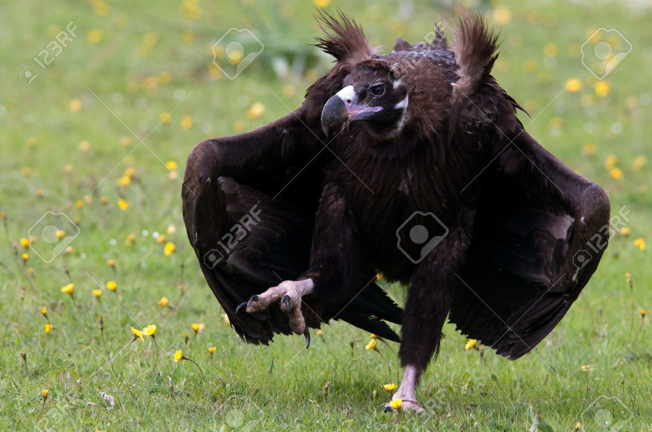 Closeup Of Cinereous Vulture Walking Stock Photo, Picture and Royalty Free  Image. Image 118878102., image size:1300x863