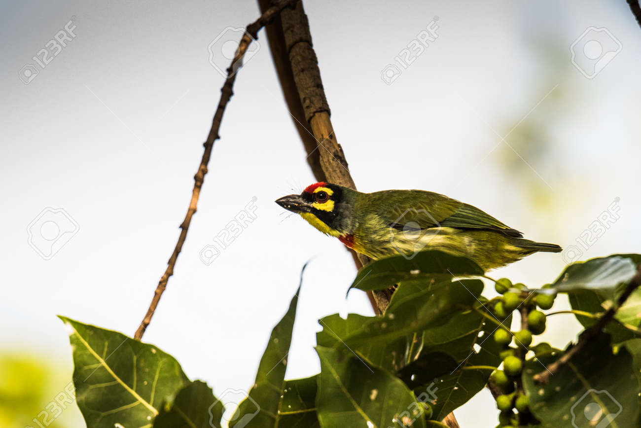 etiam-dictum-ipsum-a-felis