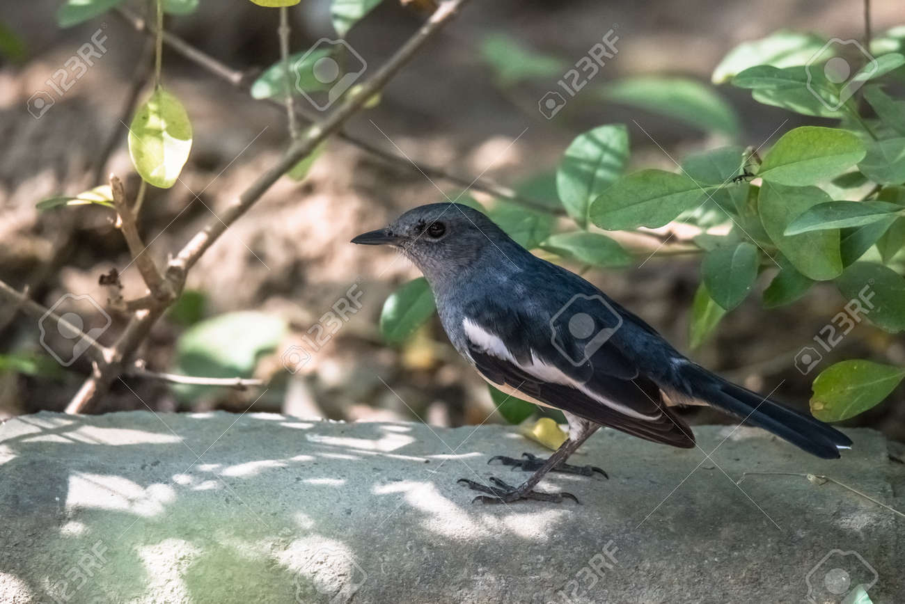 etiam-dictum-ipsum-a-felis