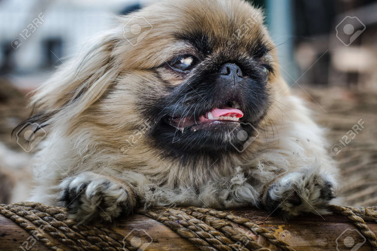 北京やライオンの犬 中国からの古代の品種のおもちゃの犬は 右側を見て 舌を示しています の写真素材 画像素材 Image