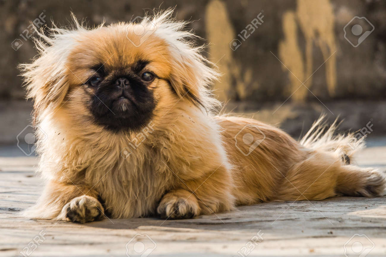 pekingese puppies