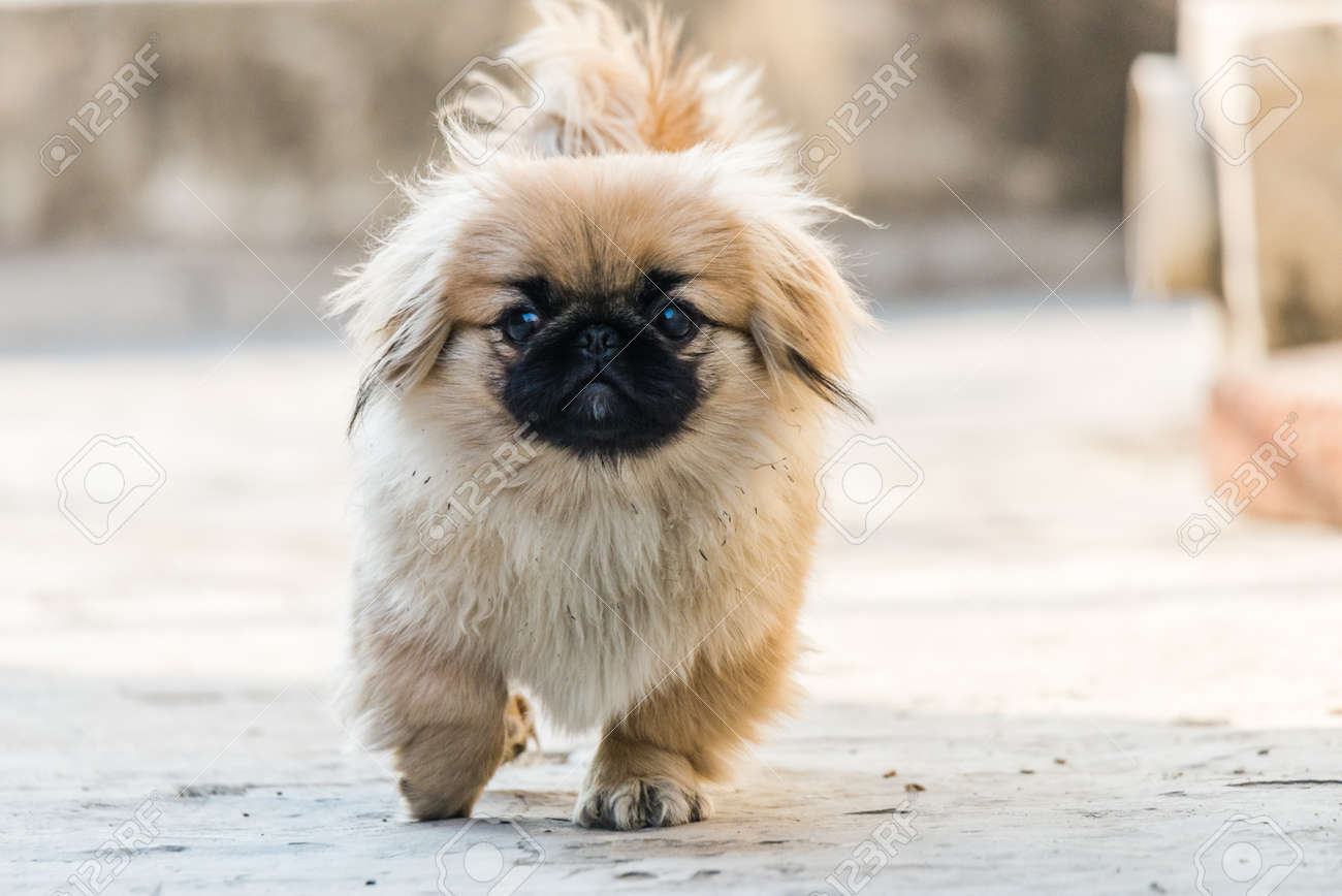 pekingese puppies