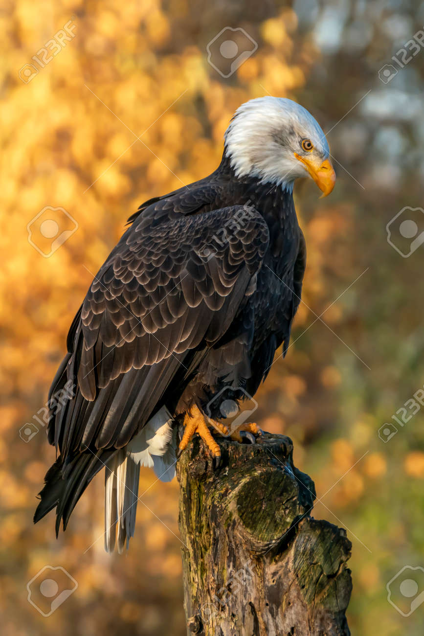 Beautiful And Majestic Bald Eagle / American Eagle (Haliaeetus - Beautiful And Majestic Bald Eagle / American Eagle (Haliaeetus