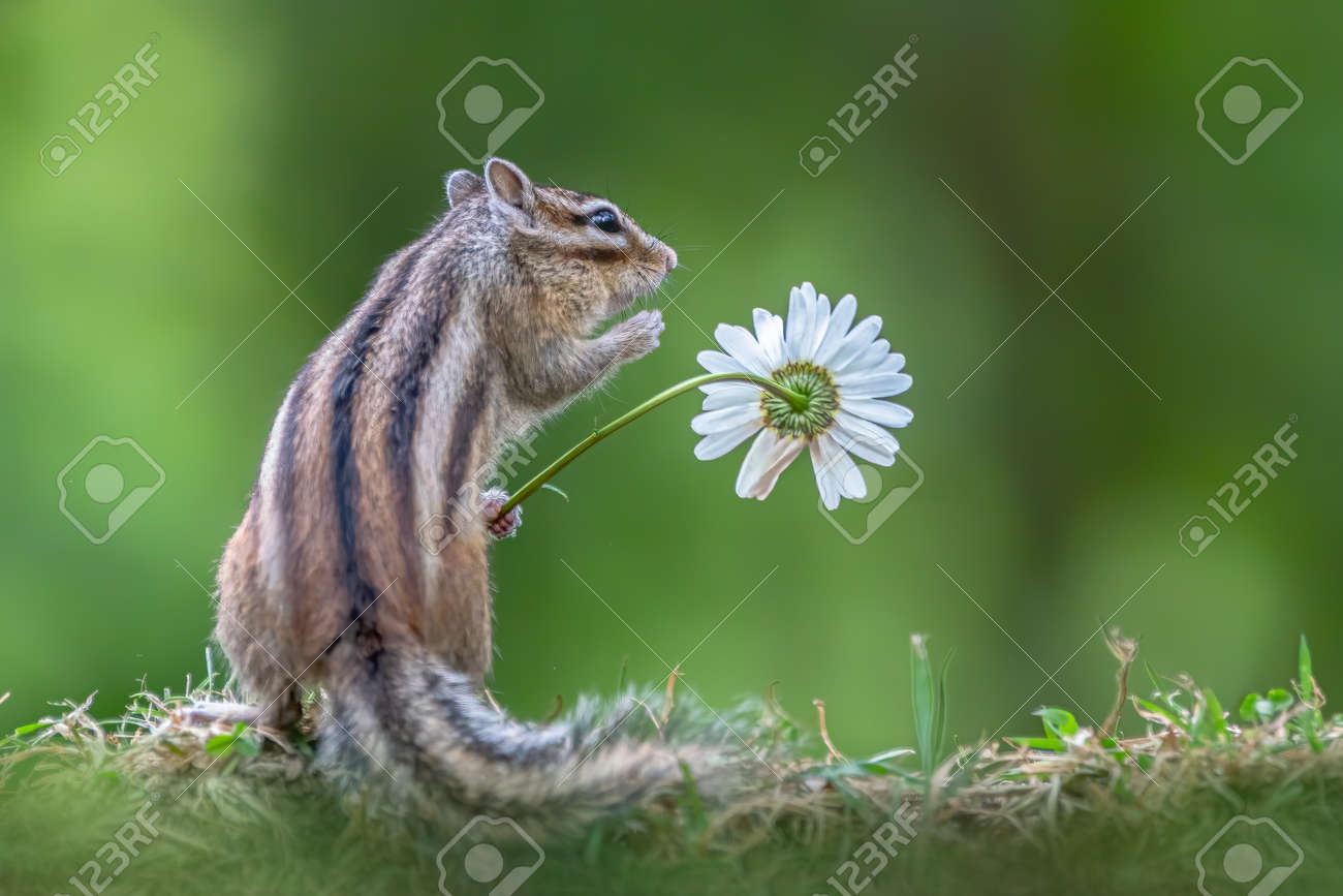 花の匂いがする最もかわいいリス。花を楽しむ小さなシマリス