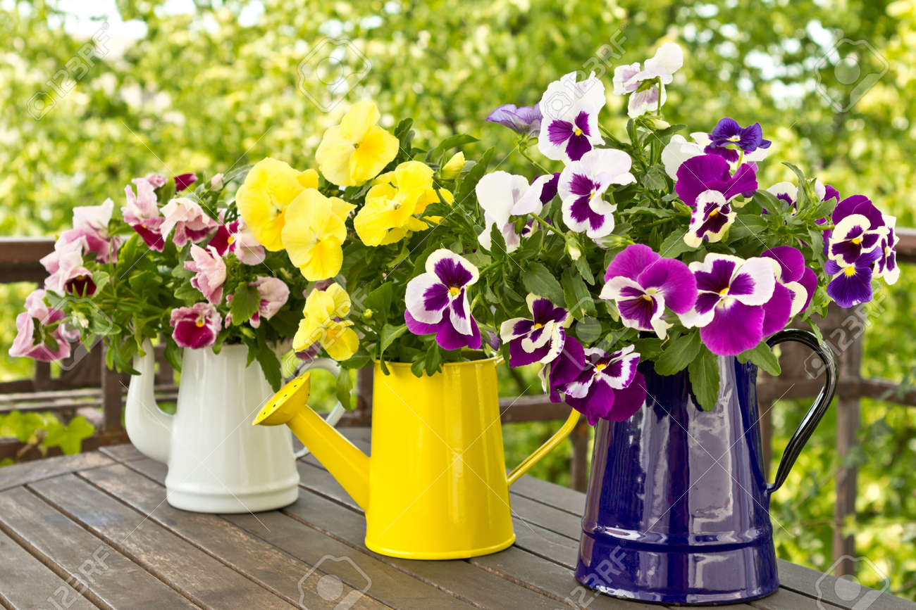 Three enamel jugs with pansy bouquets in different colors, colours - 25746537 Three enamel jugs with pansy bouquets in different colors, colours - 25746537