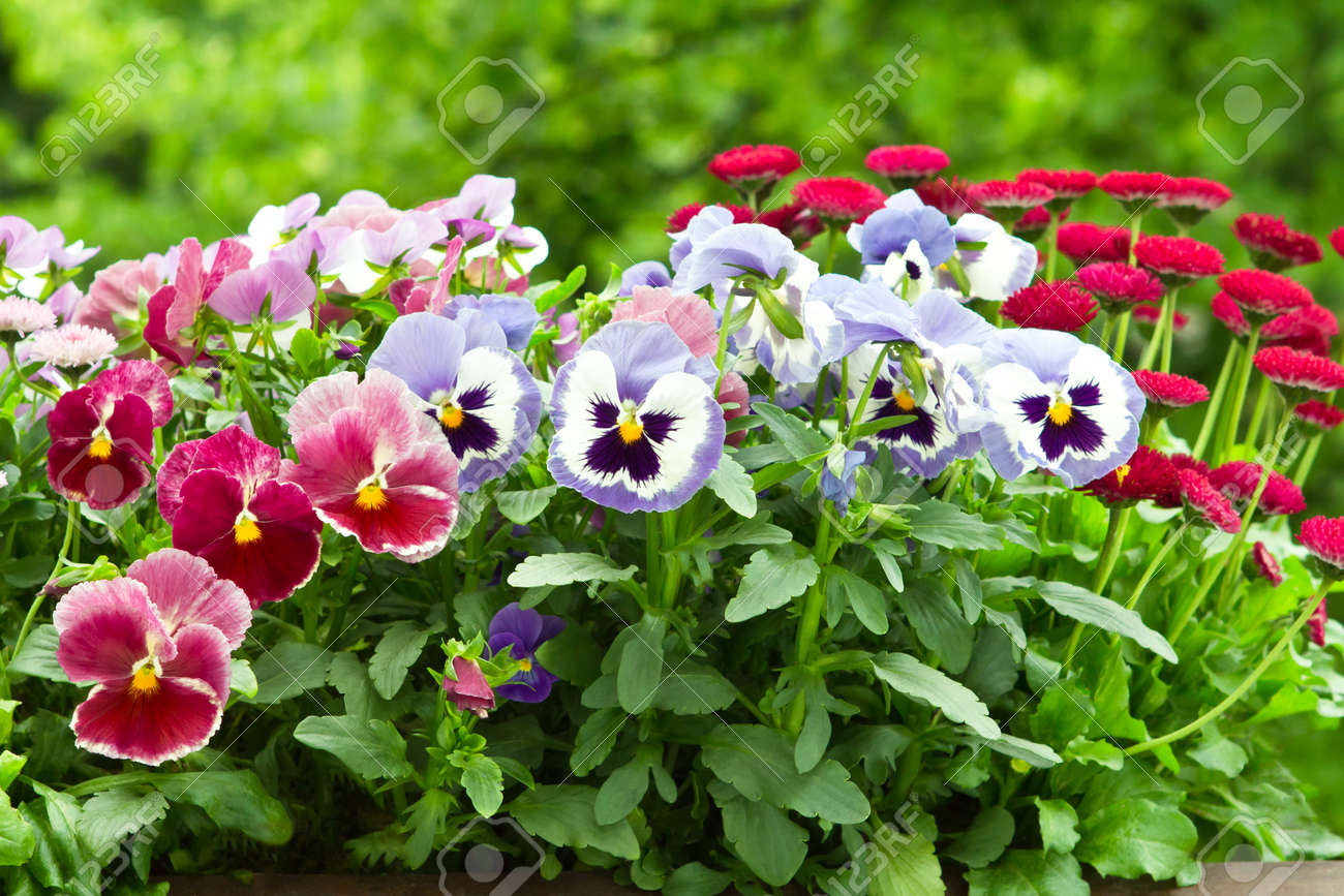 Pansy and daisy flowers in red and blue in full bloom - 34429318 Pansy and daisy flowers in red and blue in full bloom - 34429318