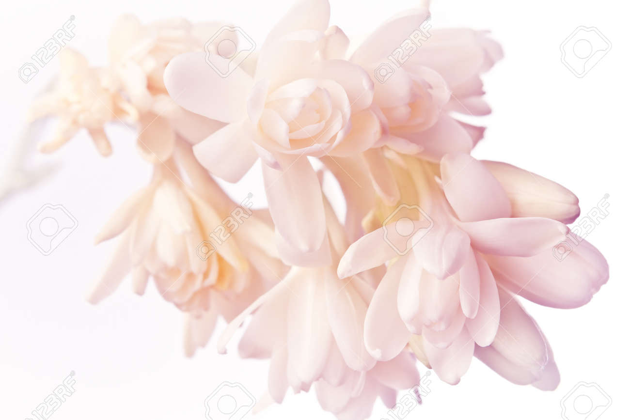 Exóticas Flores De Nardo Blanco Y Rosa En Una Textura De Fondo Suave, Nostálgica Y Romántica. Fotos, Retratos, Imágenes Y Fotografía De Archivo Libres De Derecho. Image 140190350. Exóticas Flores De Nardo Blanco Y Rosa En Una Textura De Fondo Suave, Nostálgica Y Romántica. Fotos, Retratos, Imágenes Y Fotografía De Archivo Libres De Derecho. Image 140190350.
