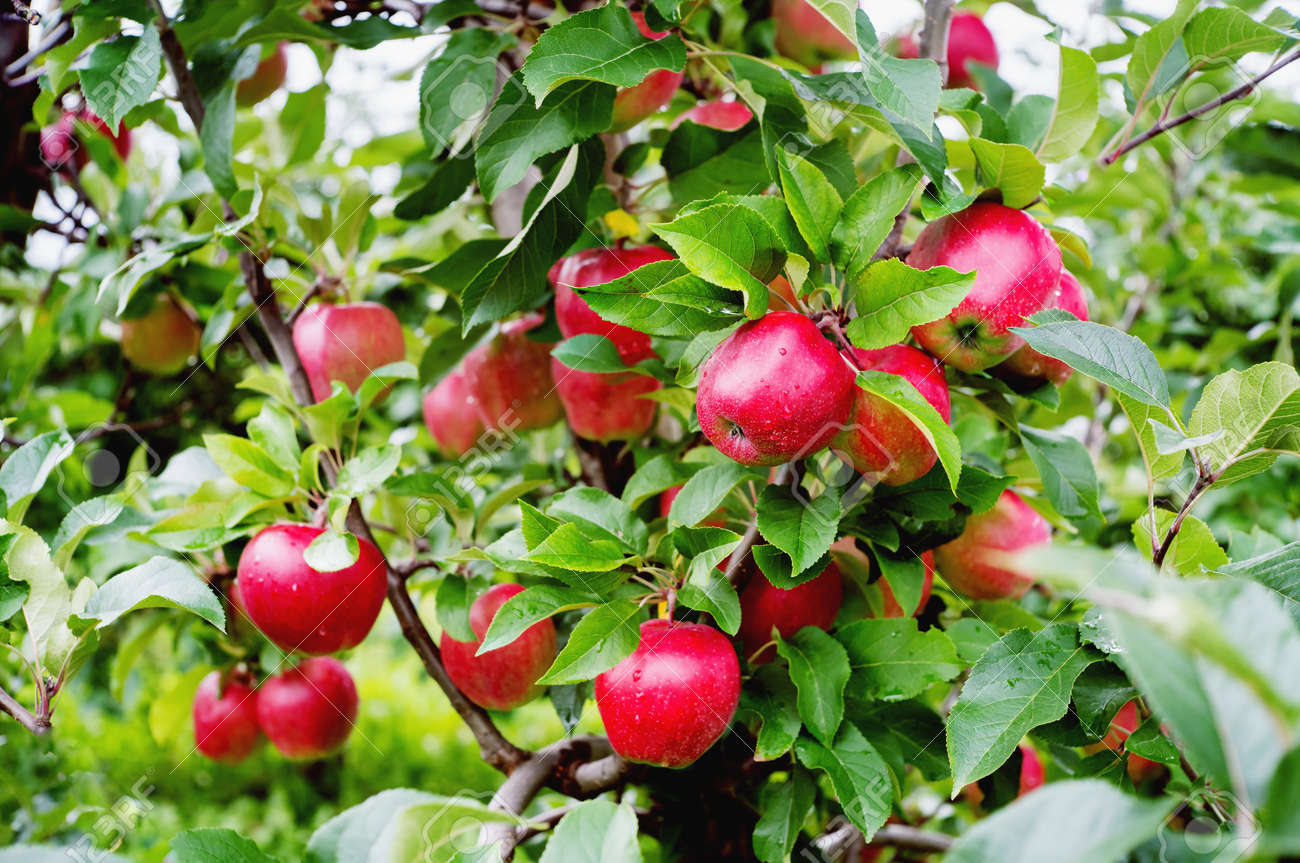 Apple tree gloster: a description of the variety, photo Apple tree gloster: a description of the variety, photo