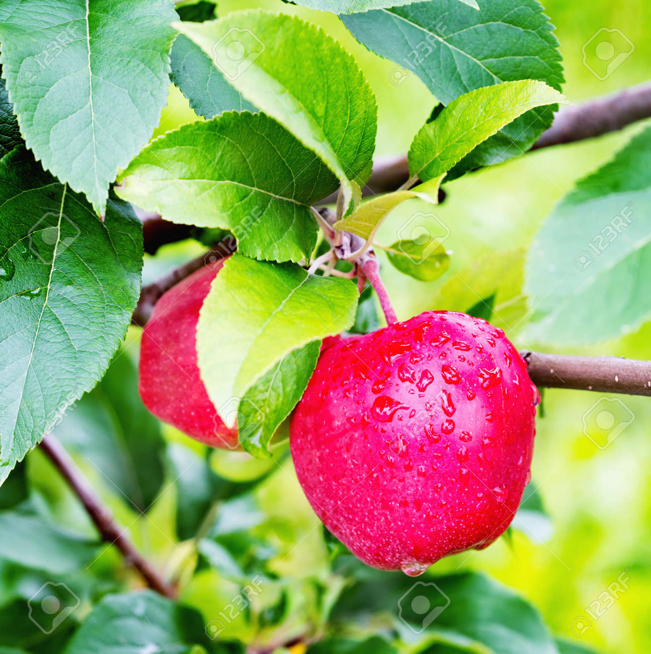Apple tree gloster: a description of the variety, photo Apple tree gloster: a description of the variety, photo