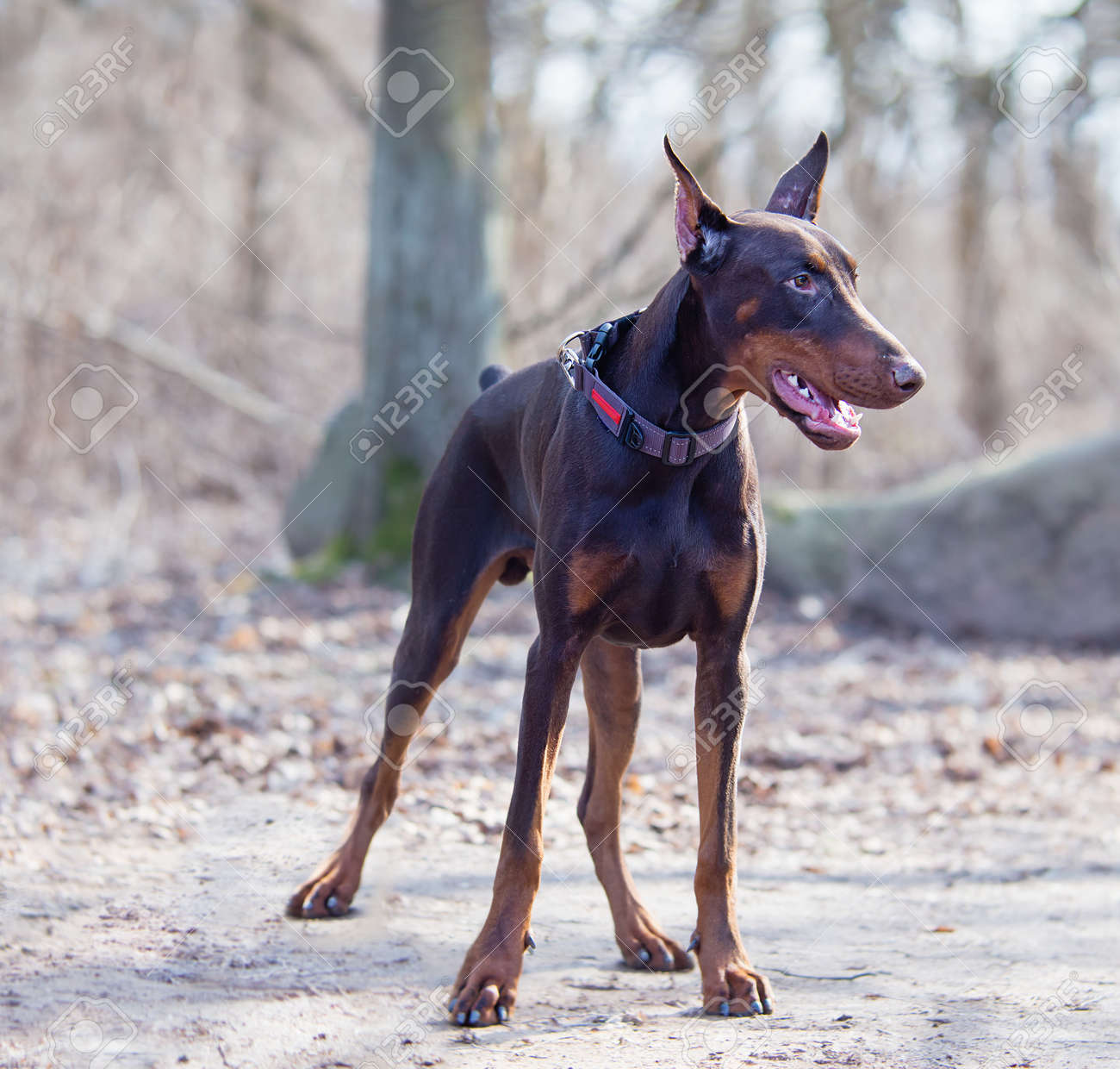 largest doberman pinscher