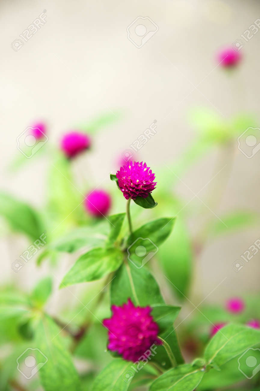 グローブ アマランス花や独身ボタン花 センニチコウ の写真素材 画像素材 Image