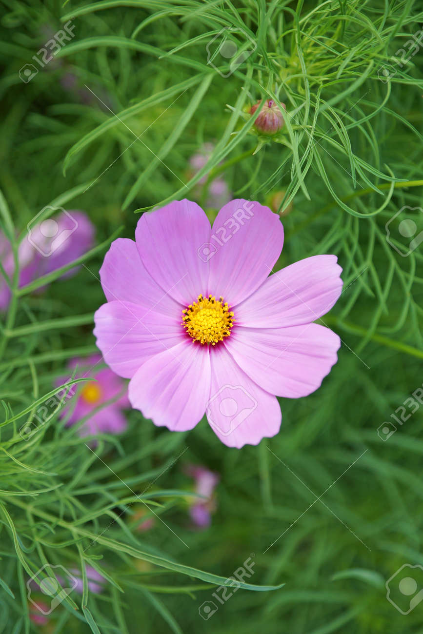 etiam-dictum-ipsum-a-felis