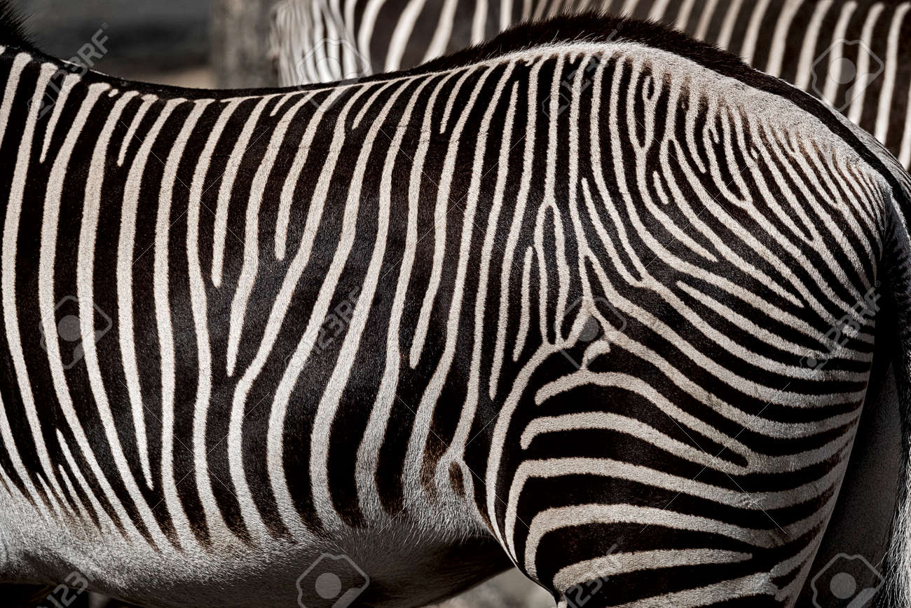 華麗なシマウマ 明日を見つめて｜SengaArt