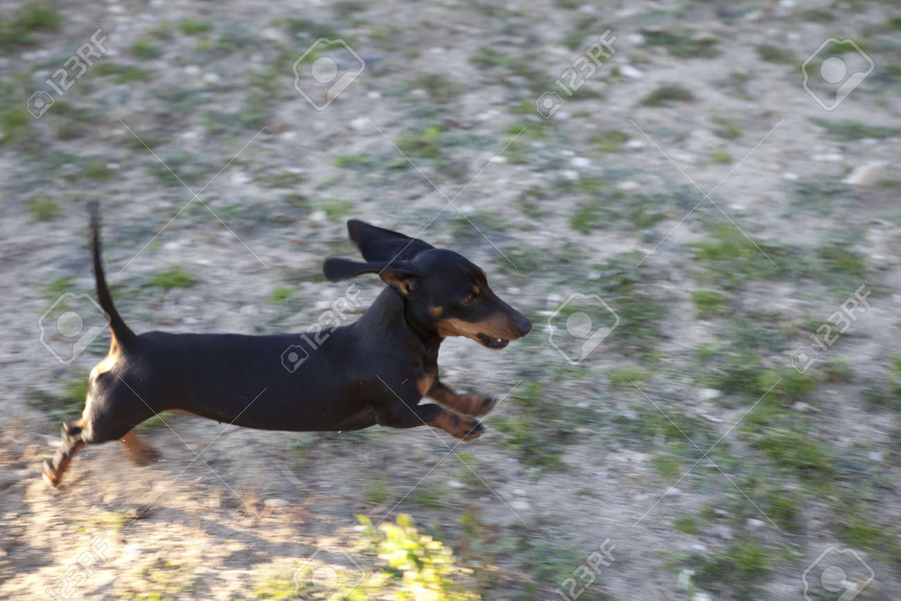 Black Short Hair Dachshund Pure Breed Tekel Stock Photo