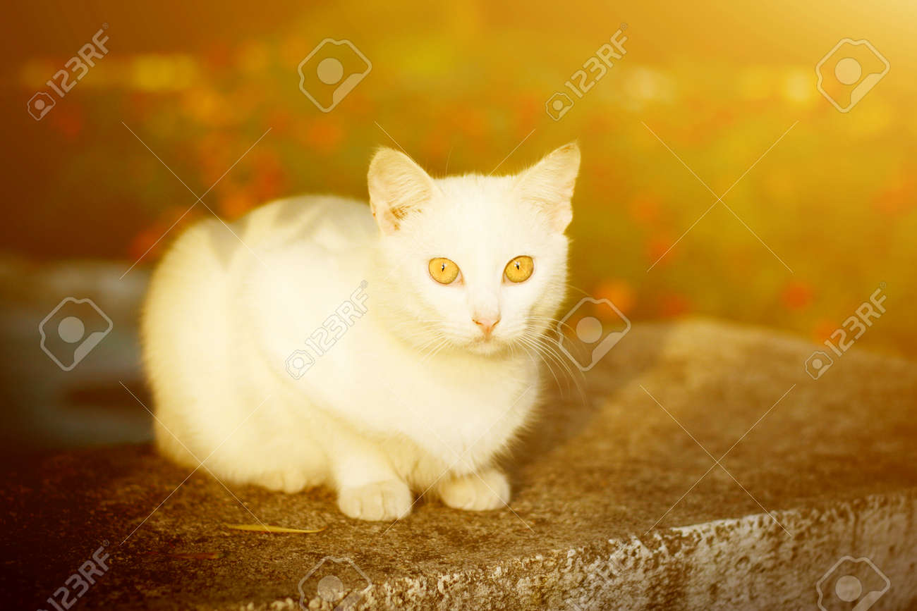 Chat Blanc Avec Des Yeux Jaunes Assis Sur Lherbe Dans Les Couleurs Du Coucher Du Soleil à La Lumière Du Soleil