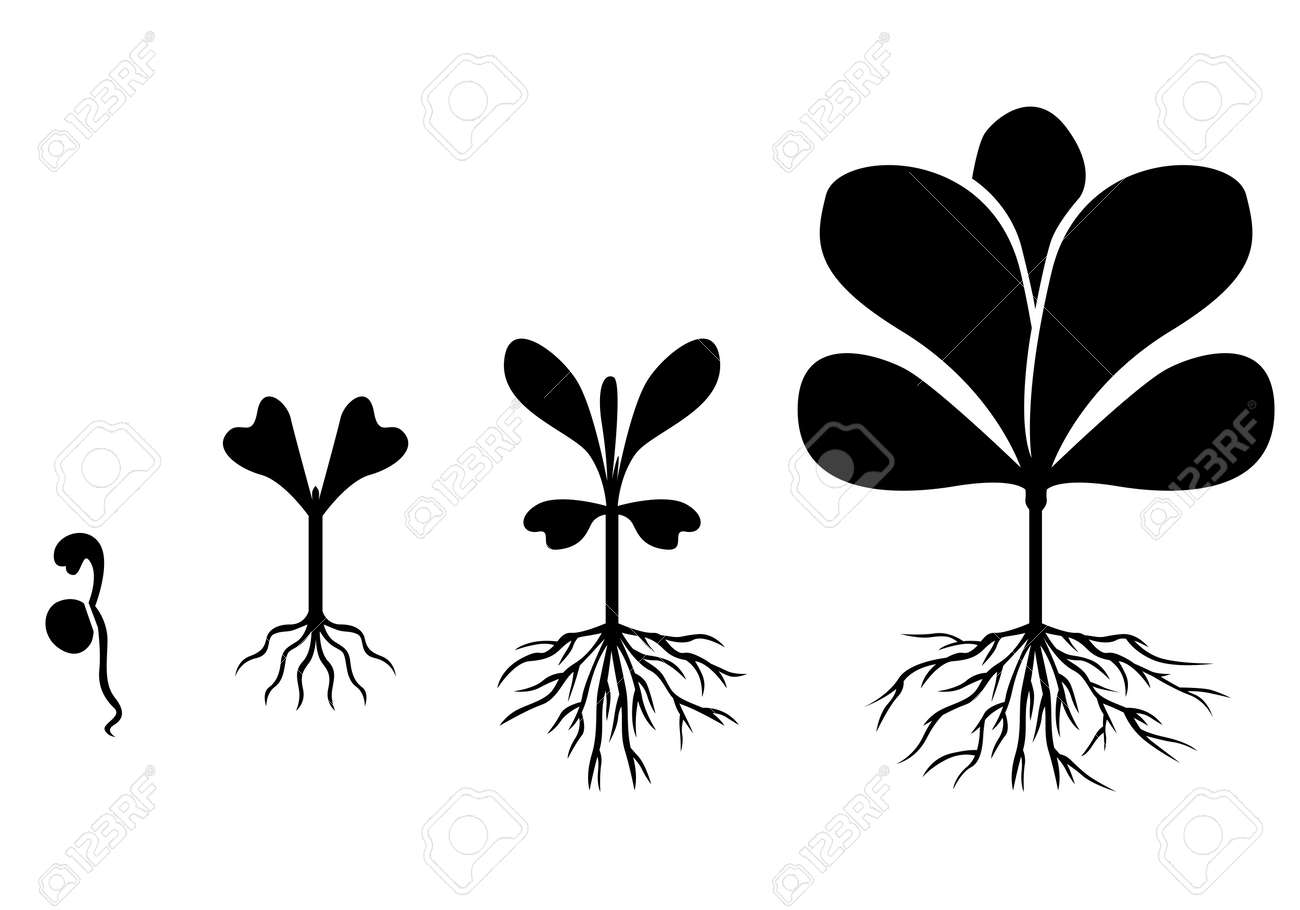 Sprout seedling shoot germination in pile dirt – Royalty-Free Vector |  VectorStock, image size:1300x910