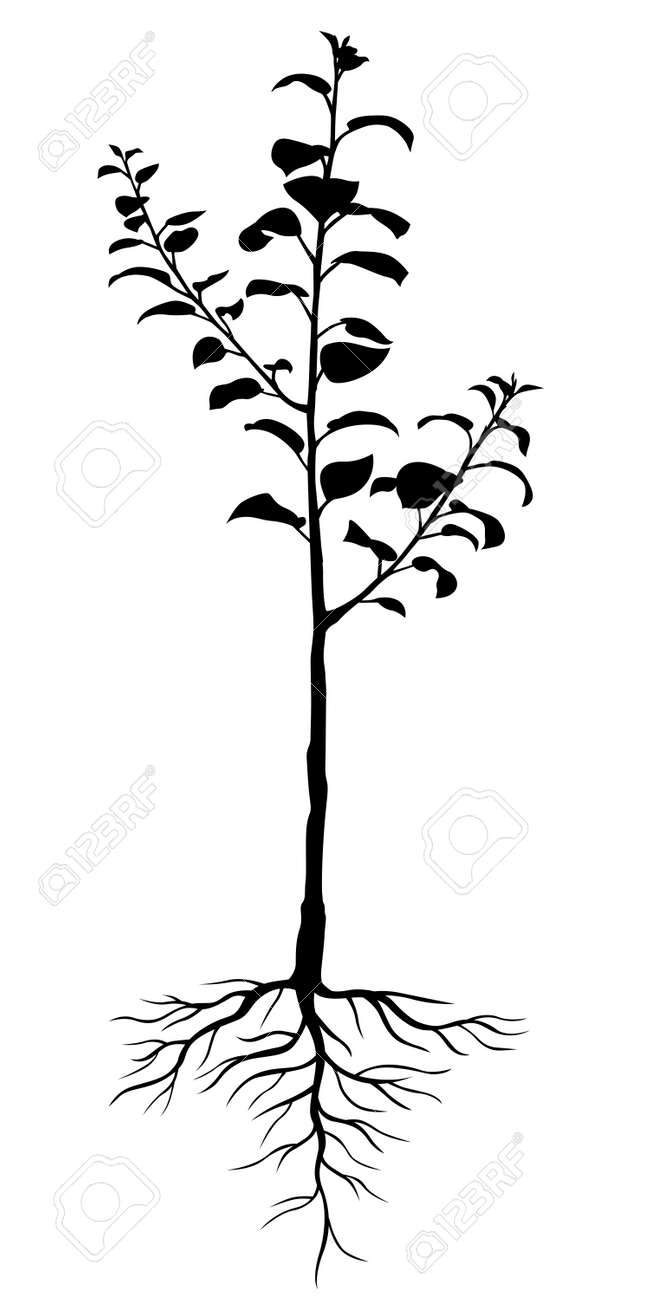 Vector Illustrations Of Silhouette Two Year Seedling Apple Trees Royalty Free Cliparts Vectors And Stock Illustration Image 67147194