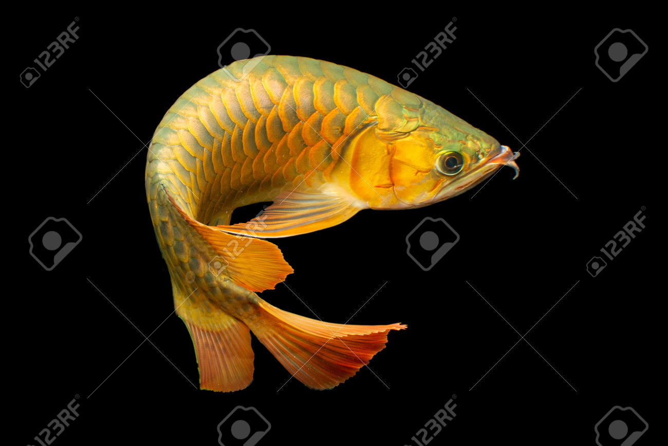 Golden Arowana Fish (Cross Back, Cross Back Golden, CBG) Stock Photo,  Picture and Royalty Free Image. Image 173635266., image size:1300x867
