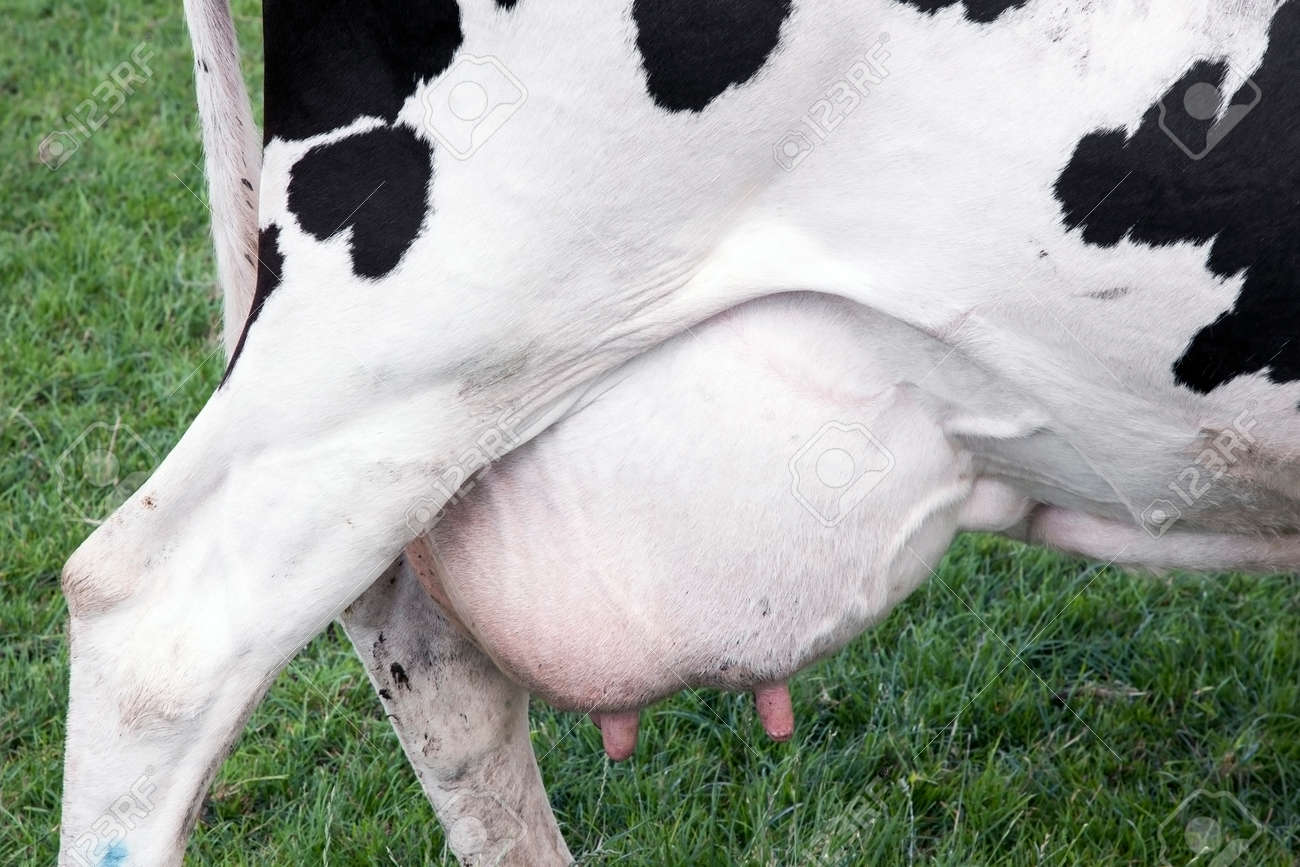 large udder full of milk under black and white cow in green meadow