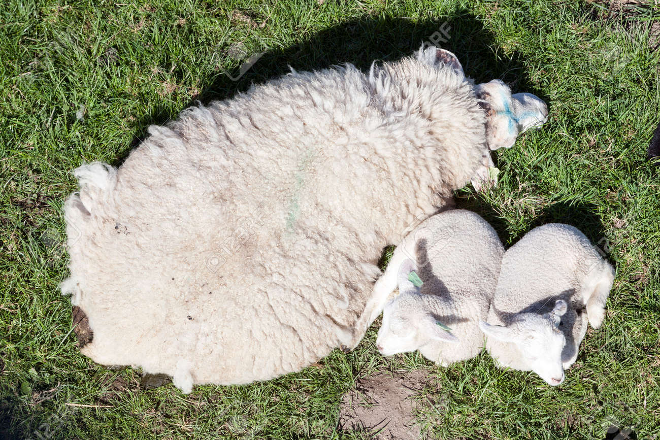 Two Lambs And Mother Sheep Close Together In Green Meadow Seen