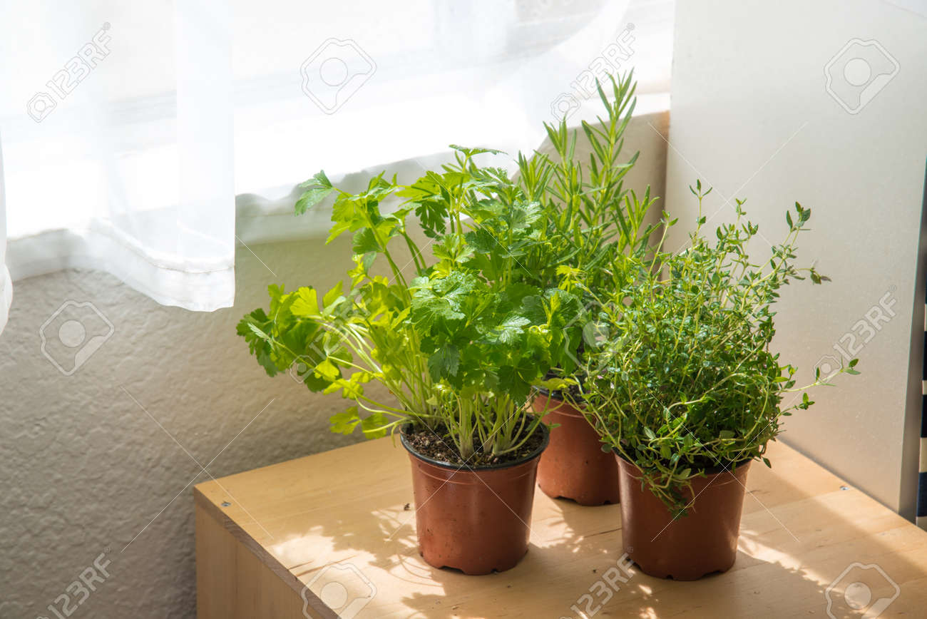 キッチン ハーブ の写真素材 画像素材 Image