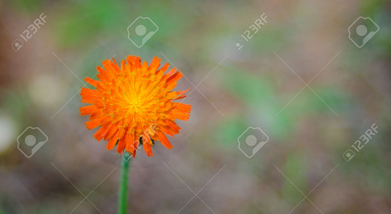 オレンジ雑草花 ヤナギタンポポ属 ホークスは鮮やかな色の植物をかむと言って スラング名 民俗いるヒエラキウム属の視力を向上させます の写真素材 画像素材 Image