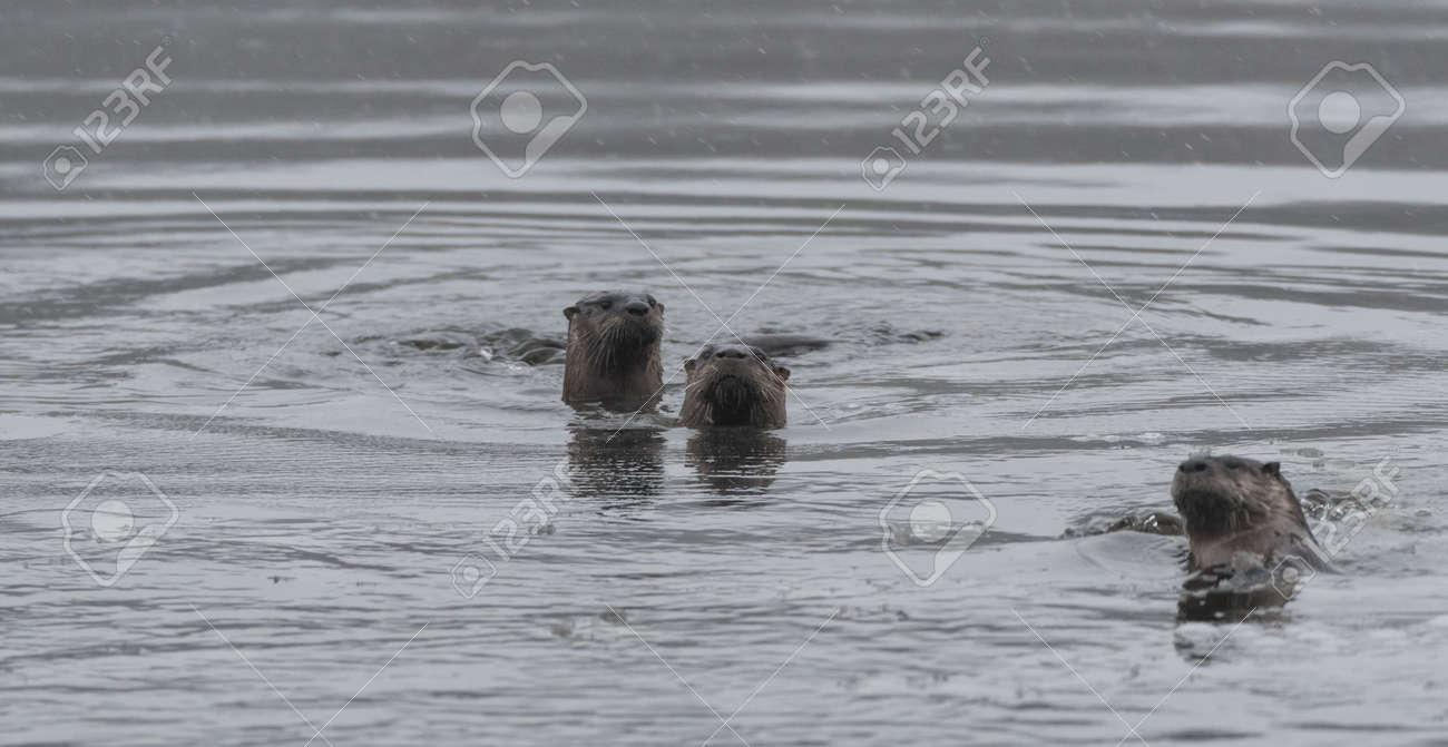 3 北アメリカの川カワウソ Lontra カナデンシス 水泳と野生の魚釣り 冬の湖の前に の最後のハントをフリーズします の写真素材 画像素材 Image