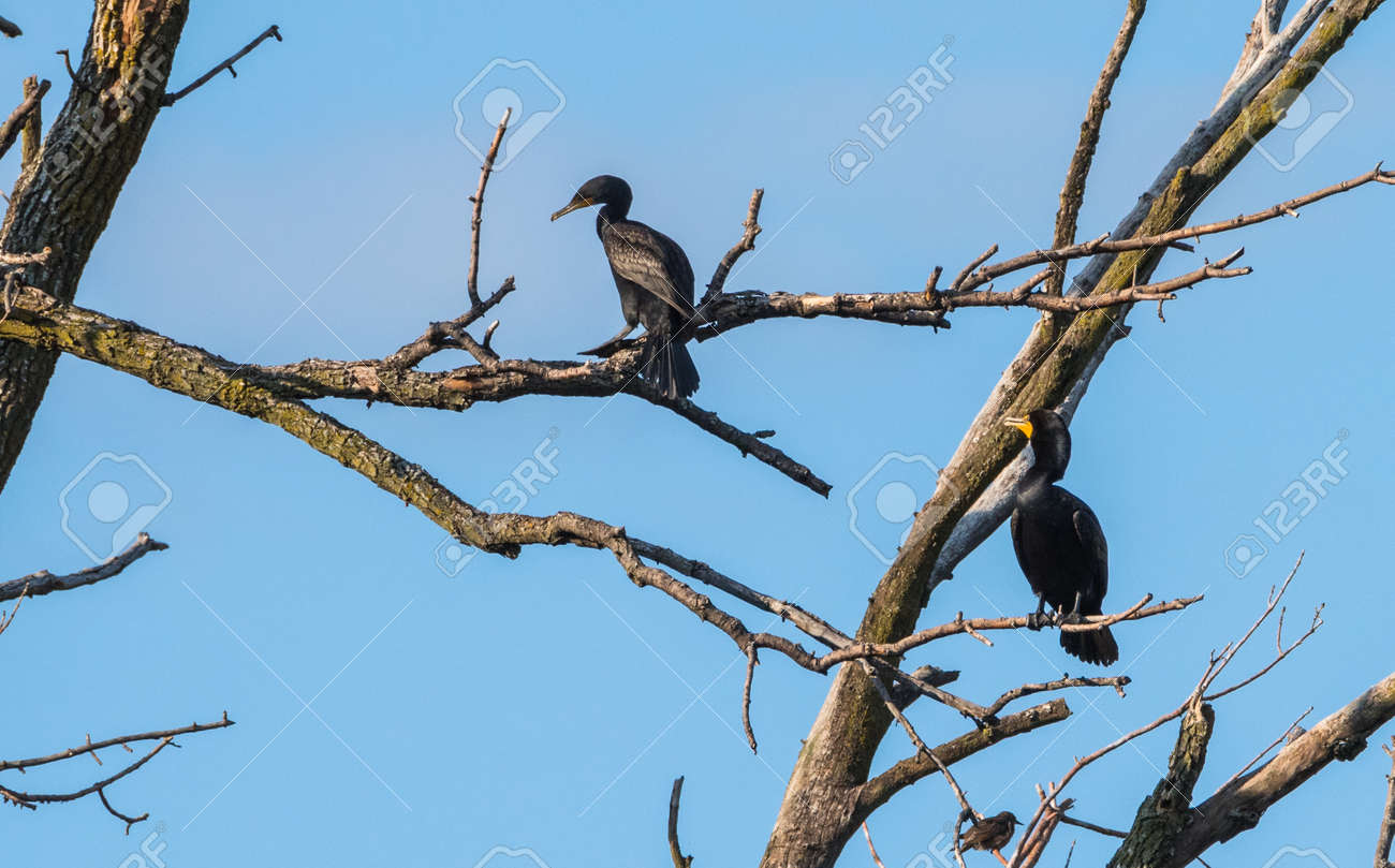 Une Paire De Grand Cormoran à Aigrettes Noir Phalacrocorax Auritus Les Oiseaux Deau Dorange Sport Incliné Bec Crochu Ces Cormoran Se Trouve Dans