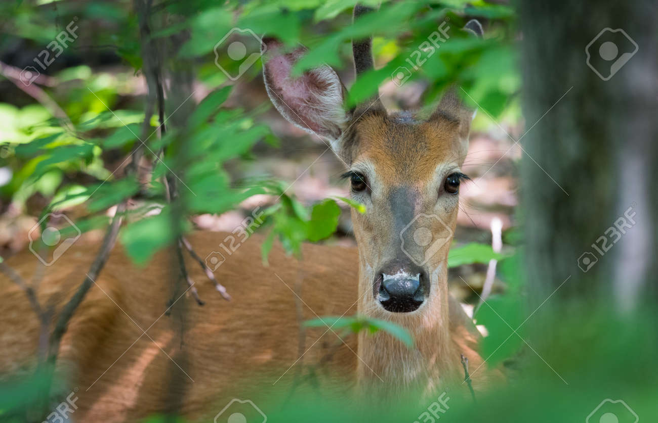Young Buck White Tailed Deer Lays Down And Seems To Pose On